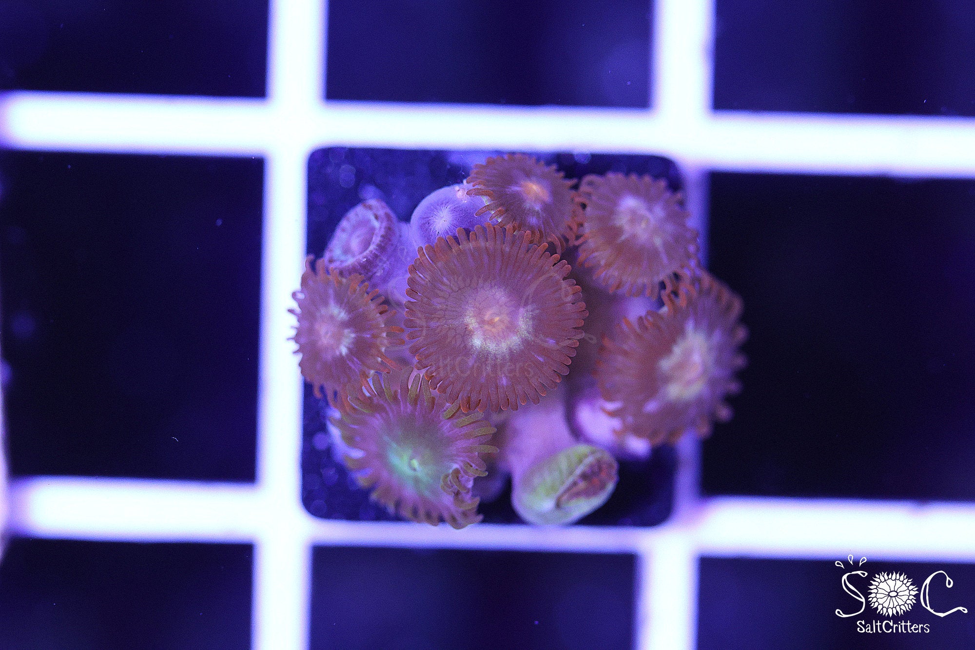 Zoanthid Coral F178 – SaltCritters