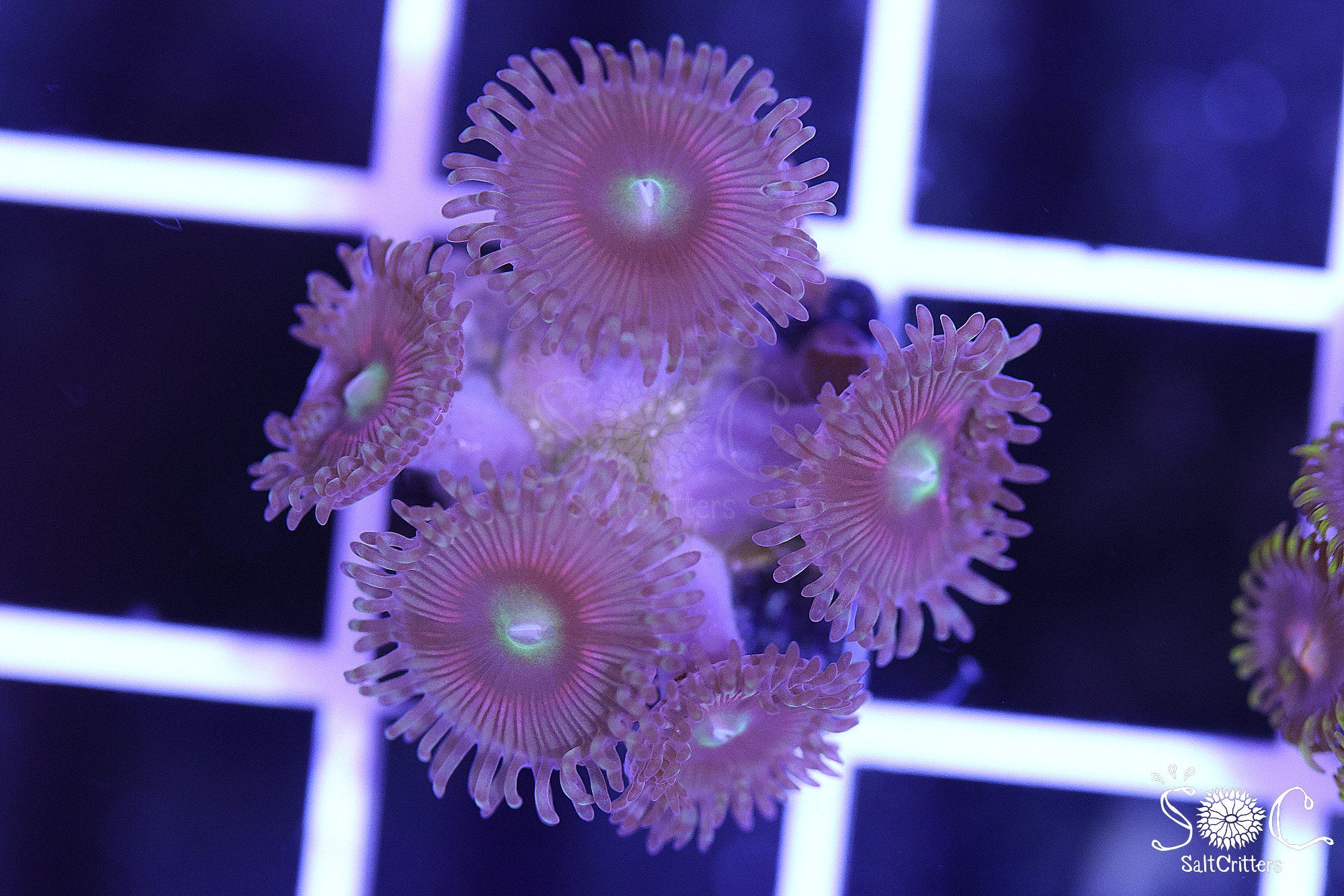 Zoanthid Coral F181 – SaltCritters