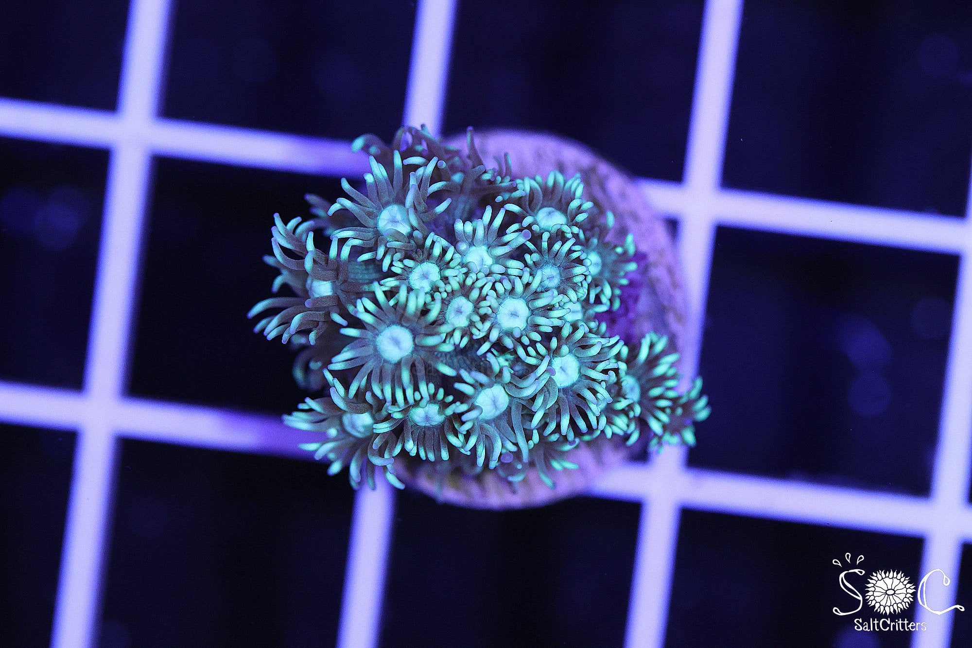 Tonga Green Goniopora Frag – Bright Flower Pot Coral | SaltCritters