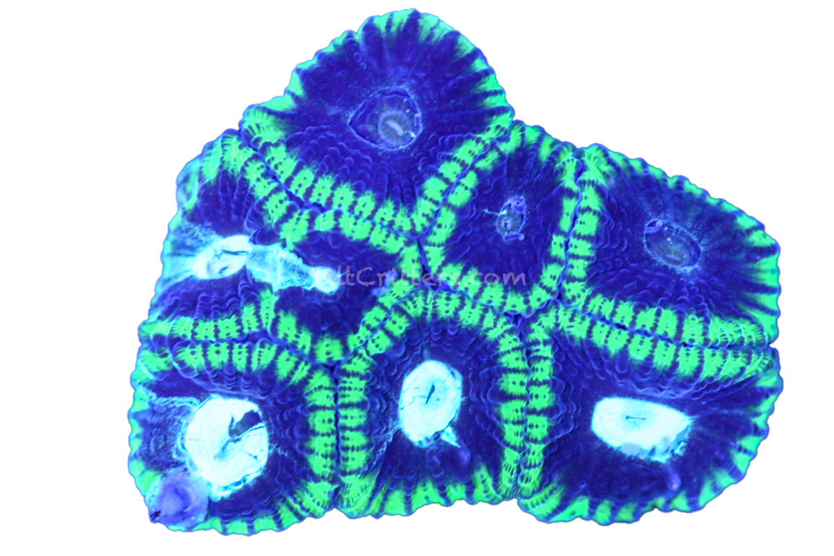 Brain Coral F230 – SaltCritters