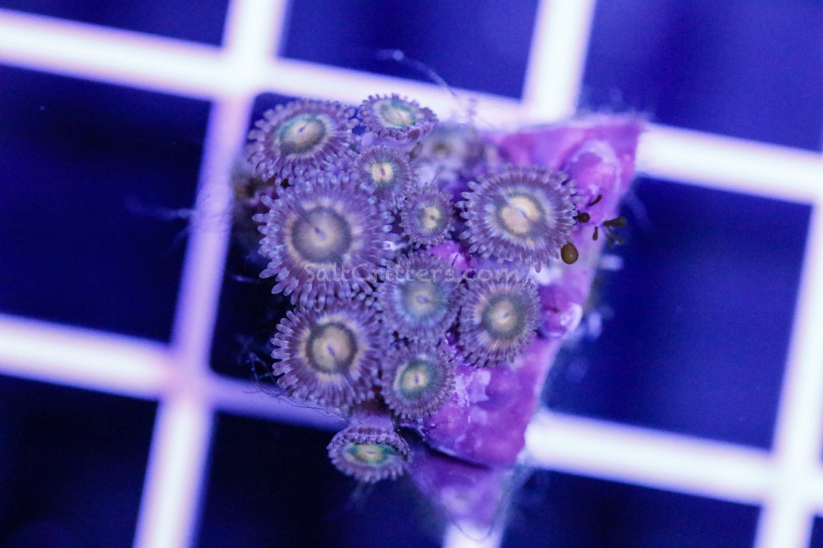 Zoanthid Coral F247 – SaltCritters