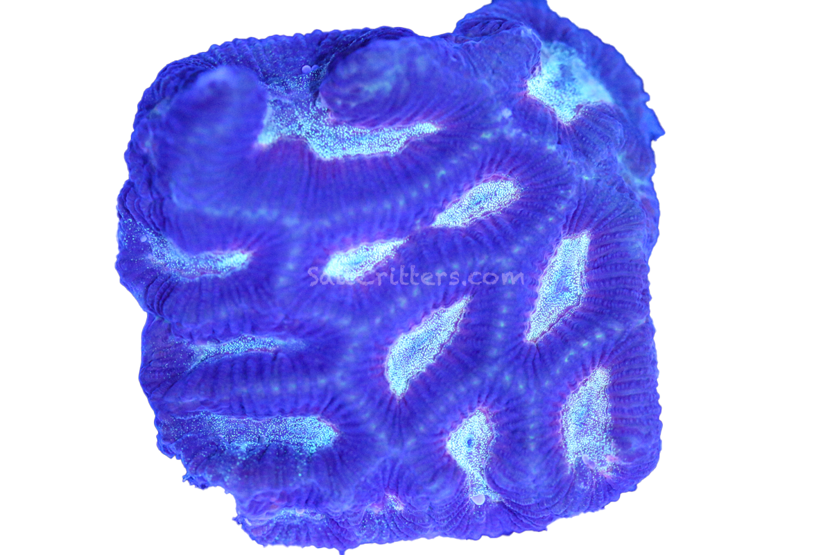 Platygyra Maze Brain Coral F332 – SaltCritters