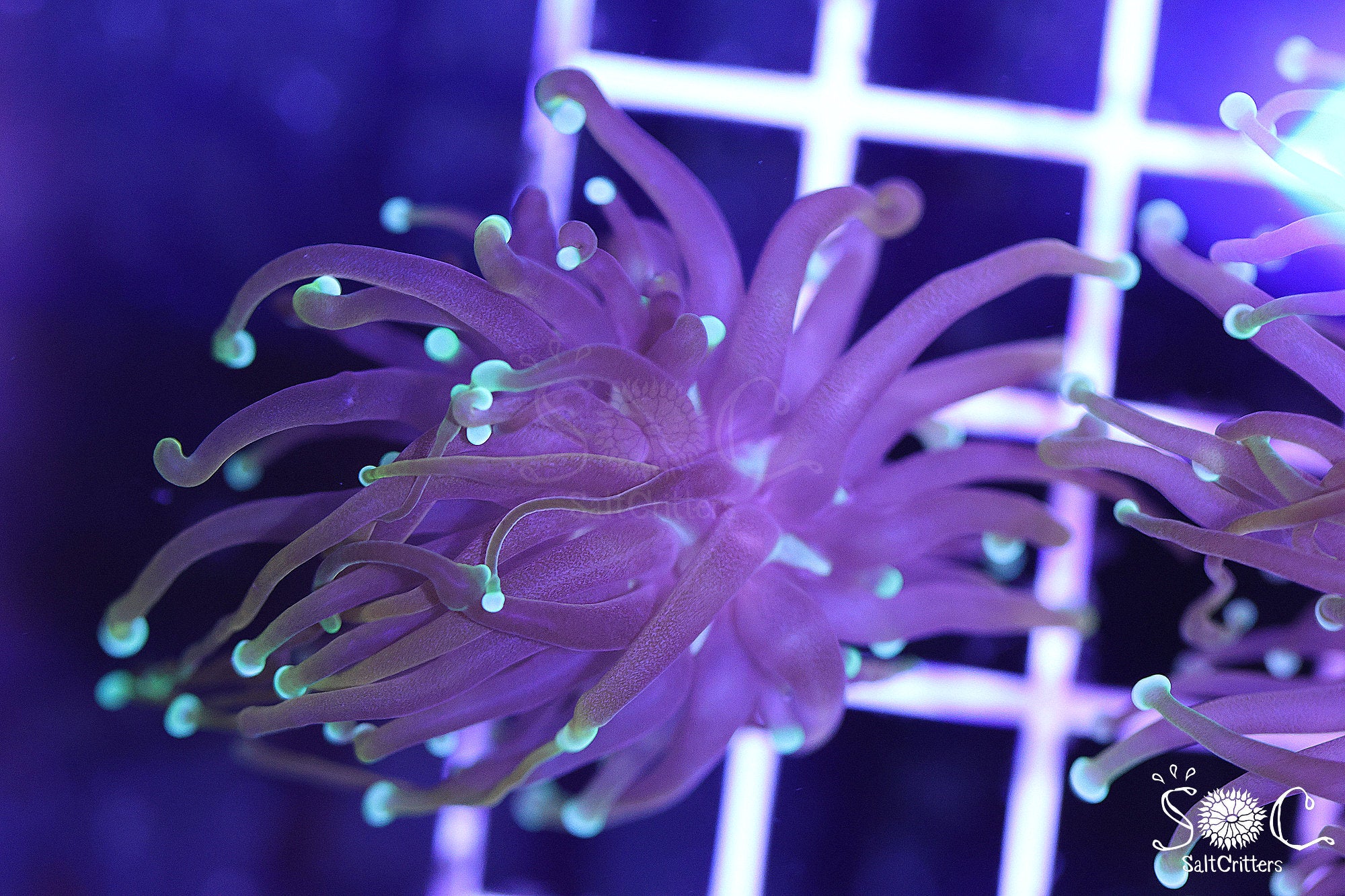 Torch Coral F39 – SaltCritters