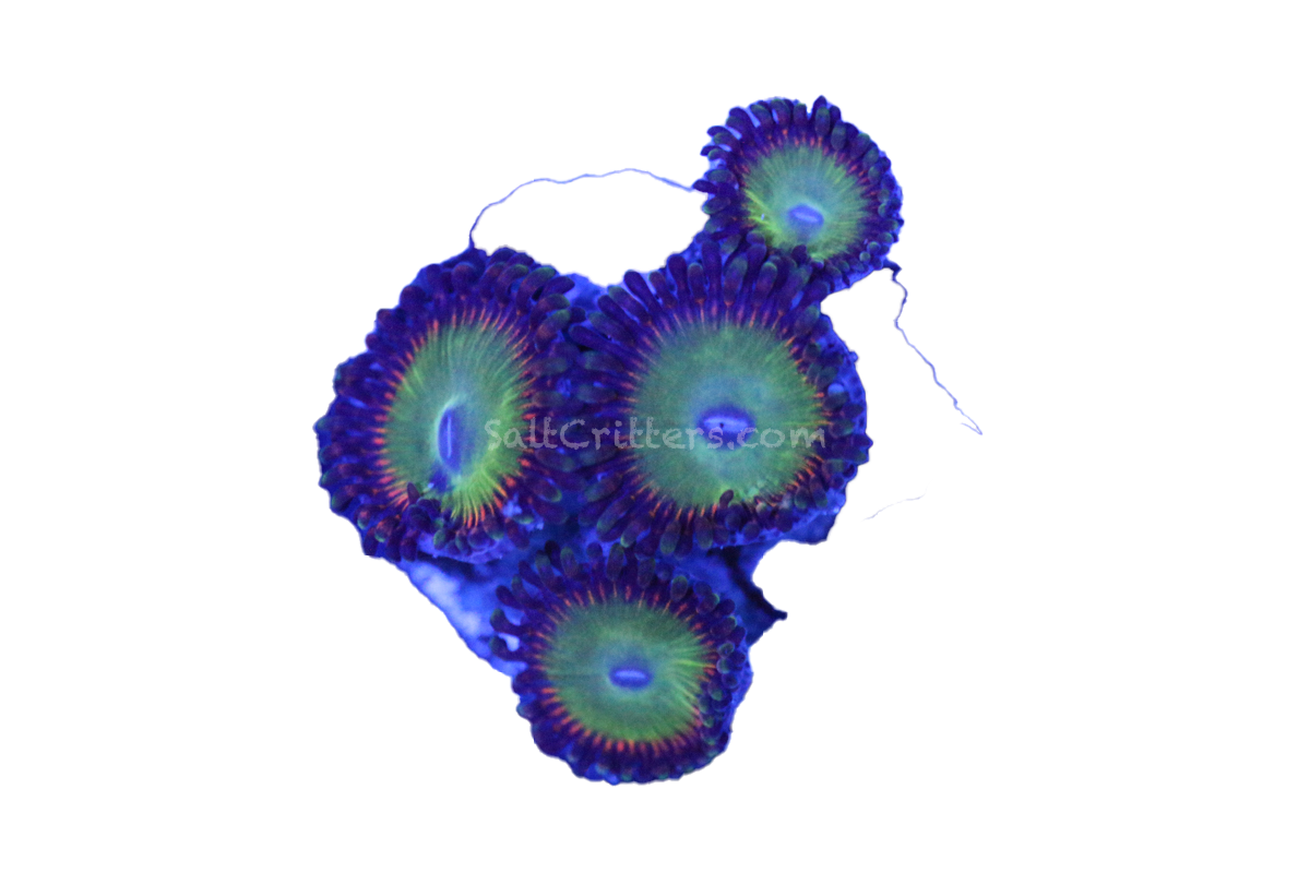 Bowser Zoanthid Coral F404 – SaltCritters