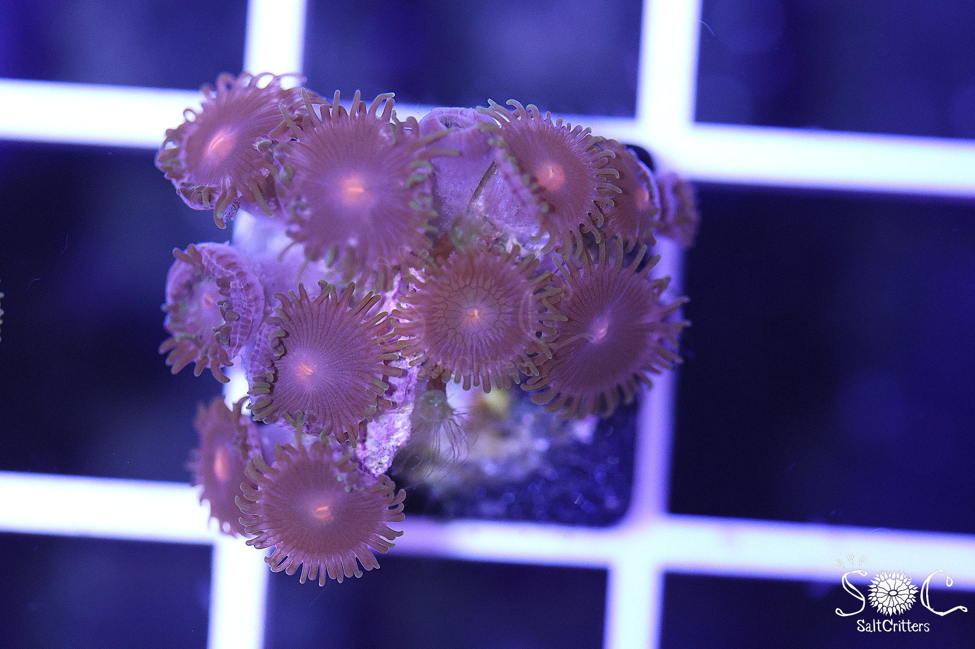 Zoanthid Coral F410 – SaltCritters