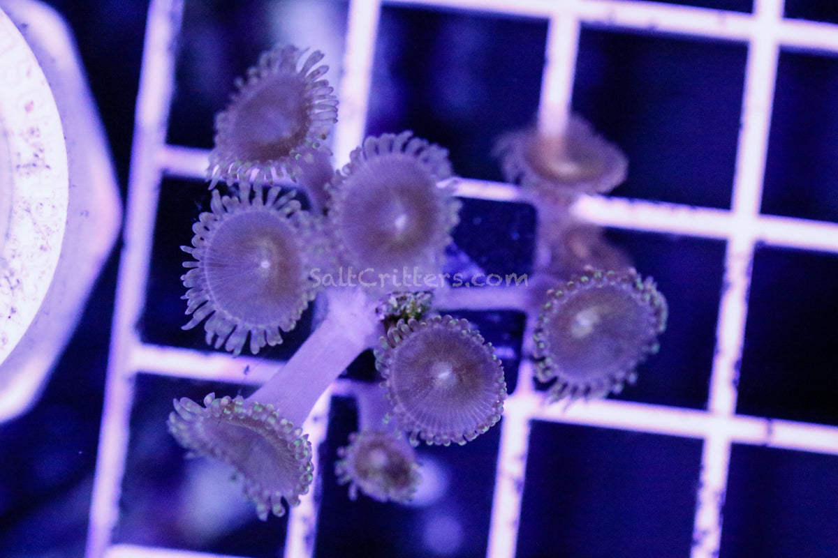 Zoanthid Coral F46 – SaltCritters