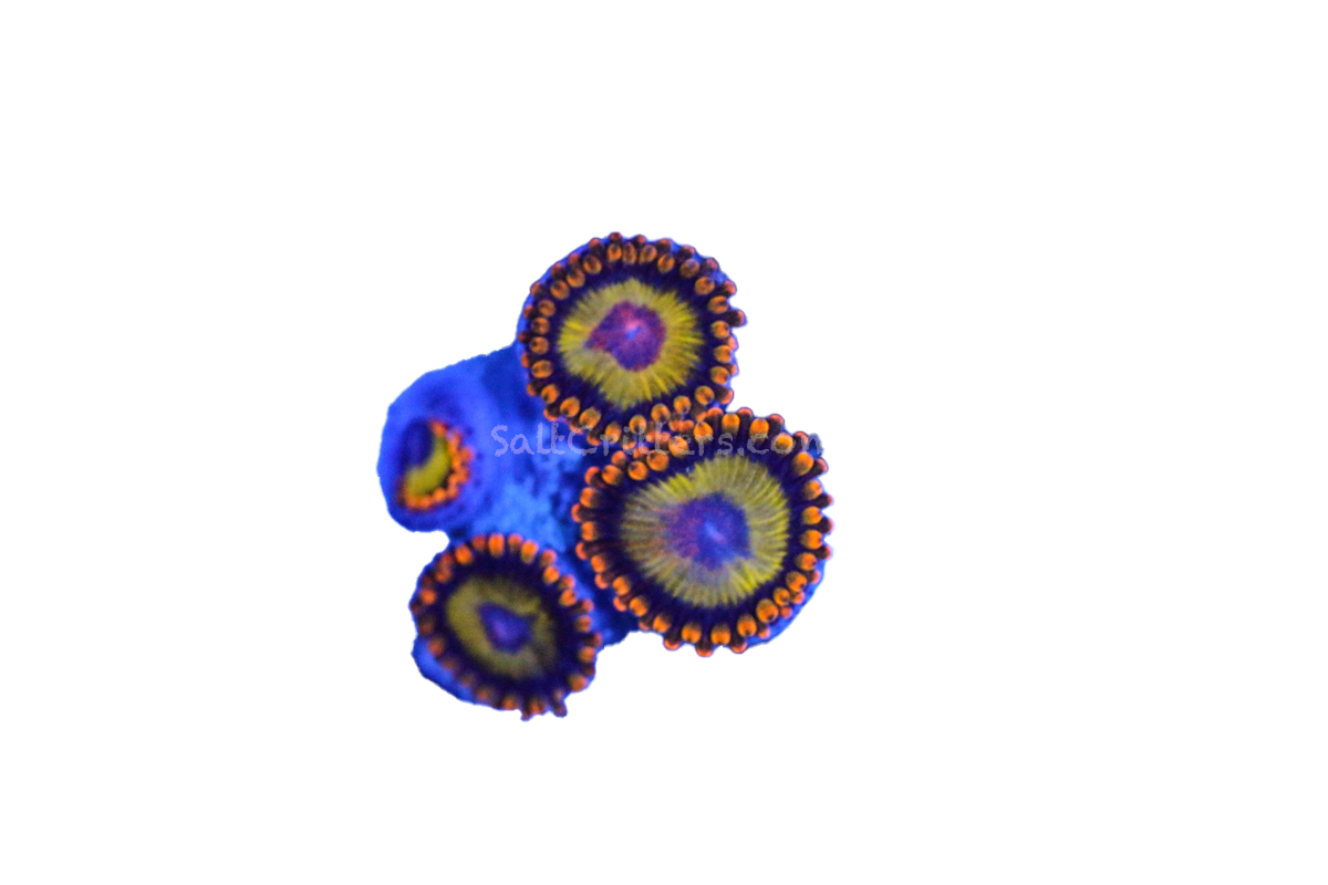 Fruit Loops Zoanthid Coral F52 – SaltCritters