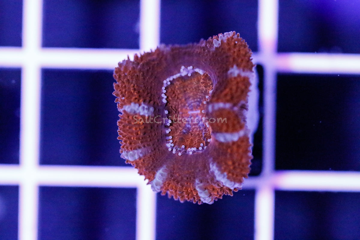 Acan Coral F74 – SaltCritters