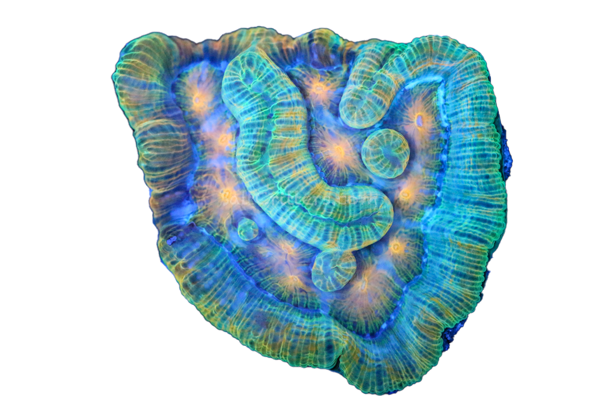 Australophyllia Wilsoni Coral F8 – SaltCritters