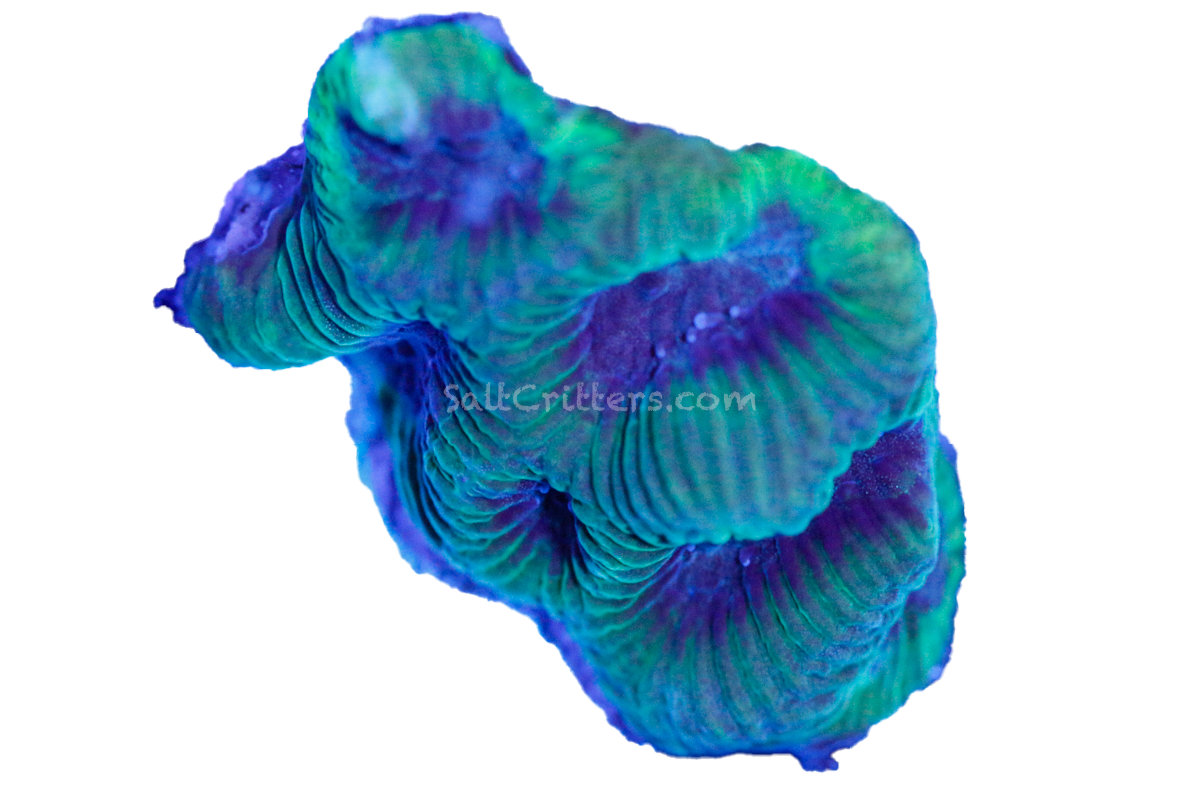 Platygyra Maze Brain Coral F97 – SaltCritters