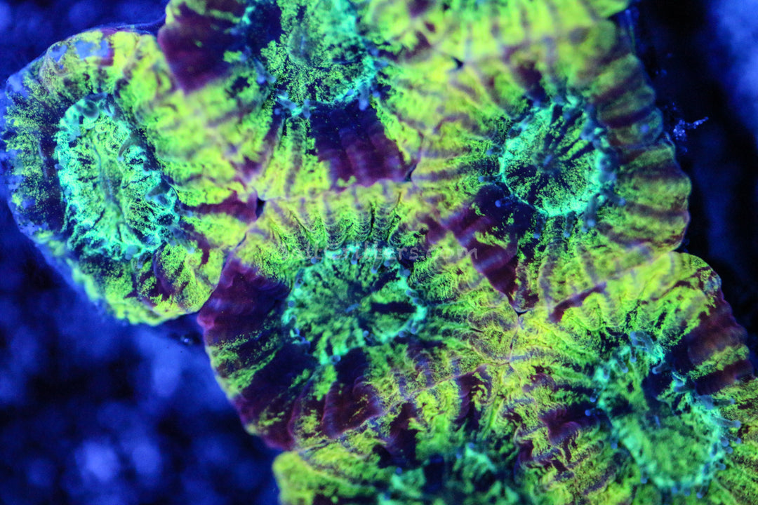 SaltCritters | Rare Live Coral Frags & Stunning Marine Life for Your R