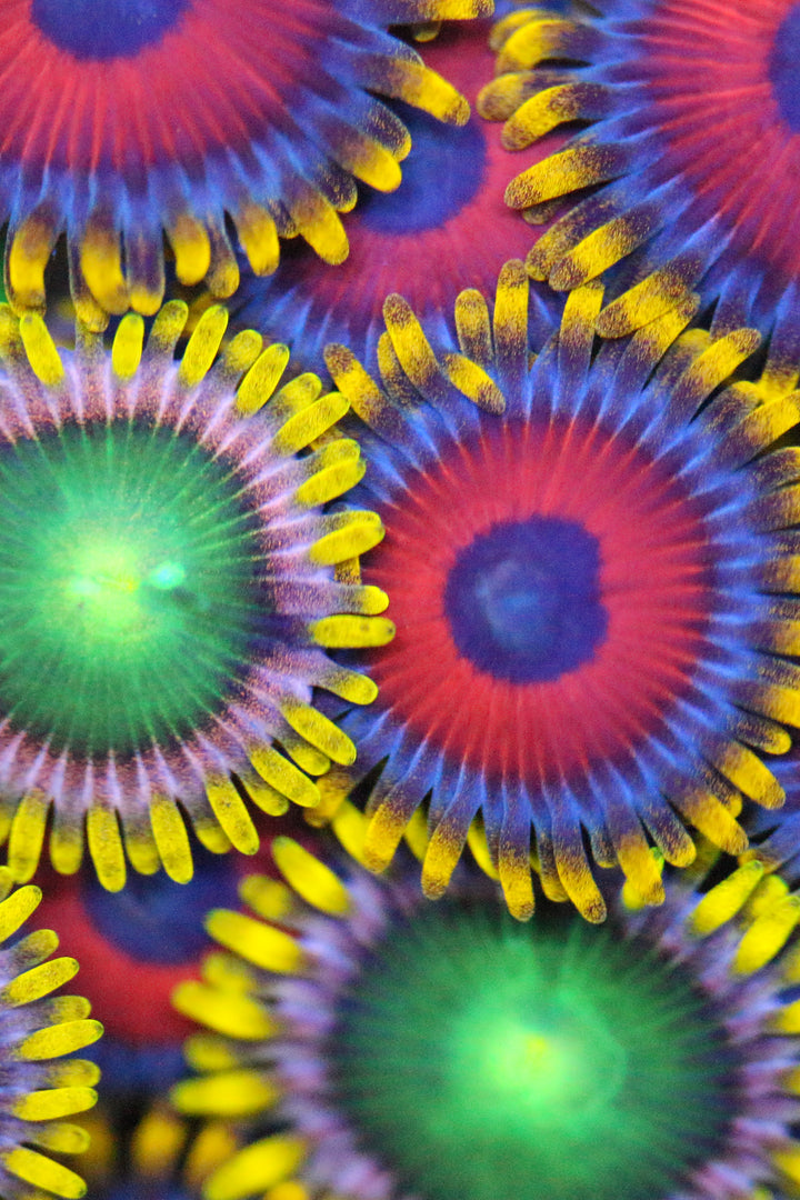 Zoanthid Coral F74