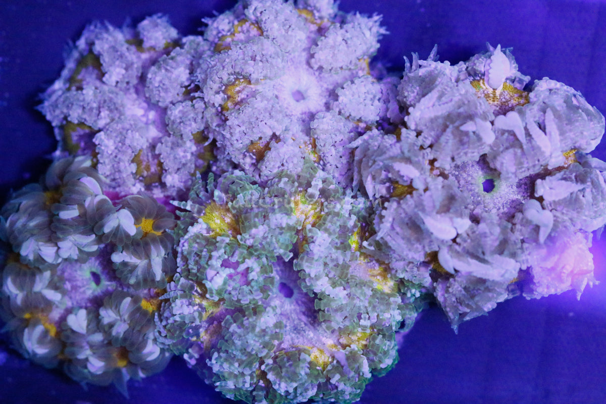 Special Grade Ultra Rock Flower Anemone