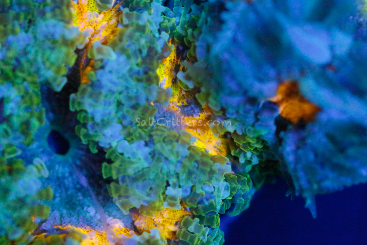 Special Grade Ultra Rock Flower Anemone
