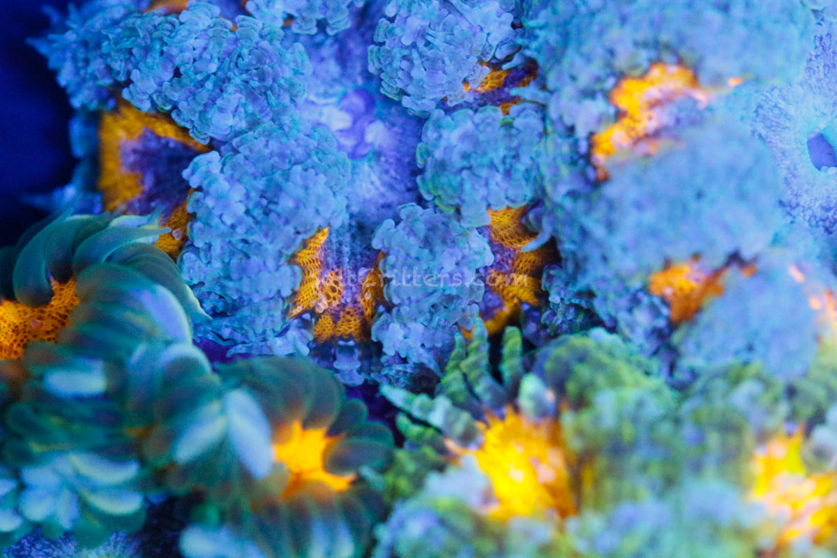 Special Grade Ultra Rock Flower Anemone
