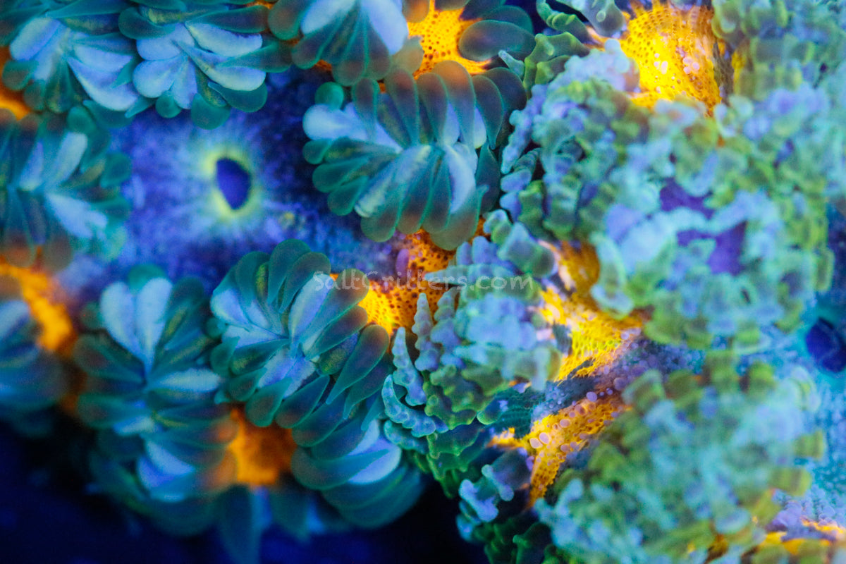 Special Grade Ultra Rock Flower Anemone