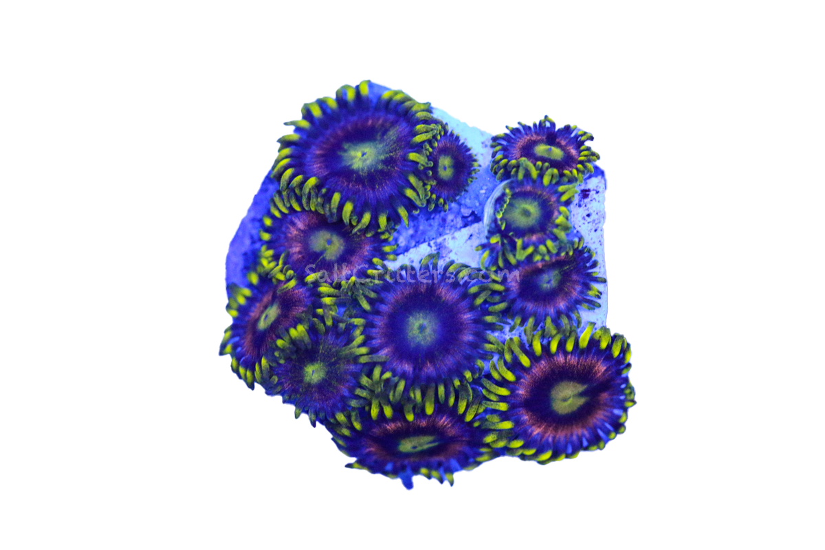 Zoanthid Coral P3 – SaltCritters