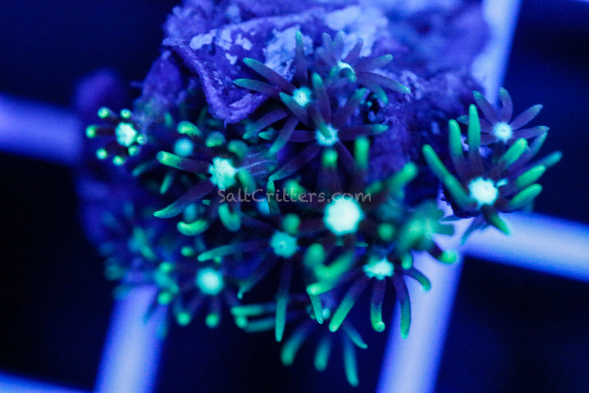 Green Star Polyp Coral Frag