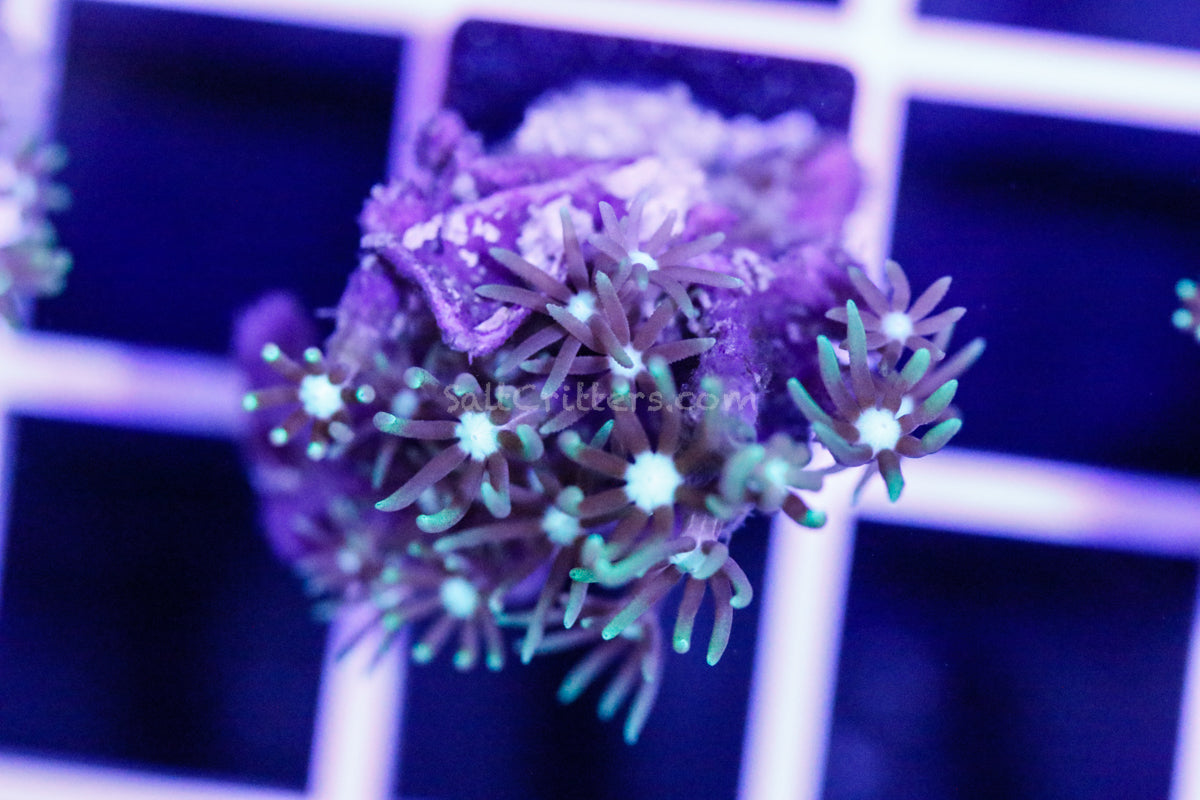 Green Star Polyp Coral Frag
