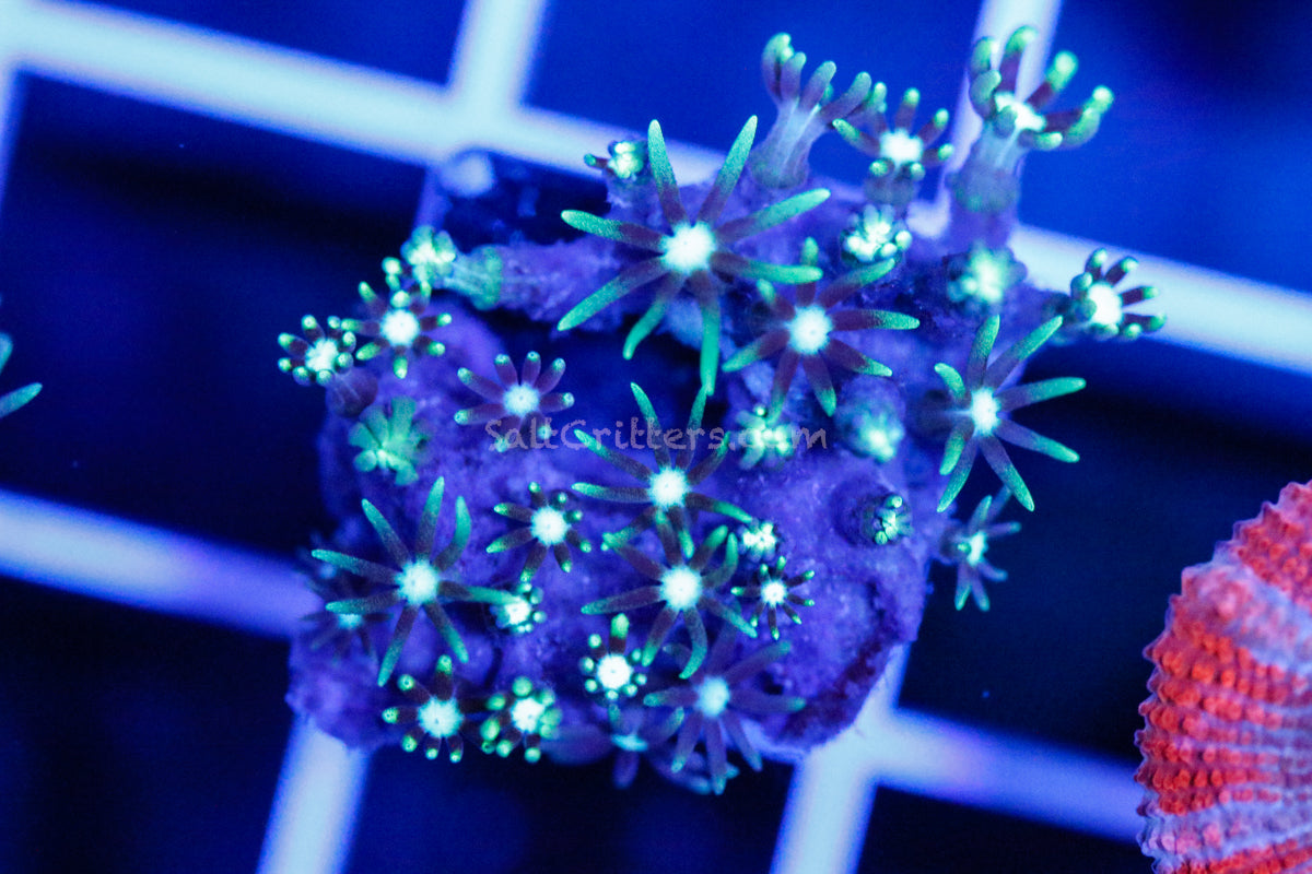 Green Star Polyp Coral Frag