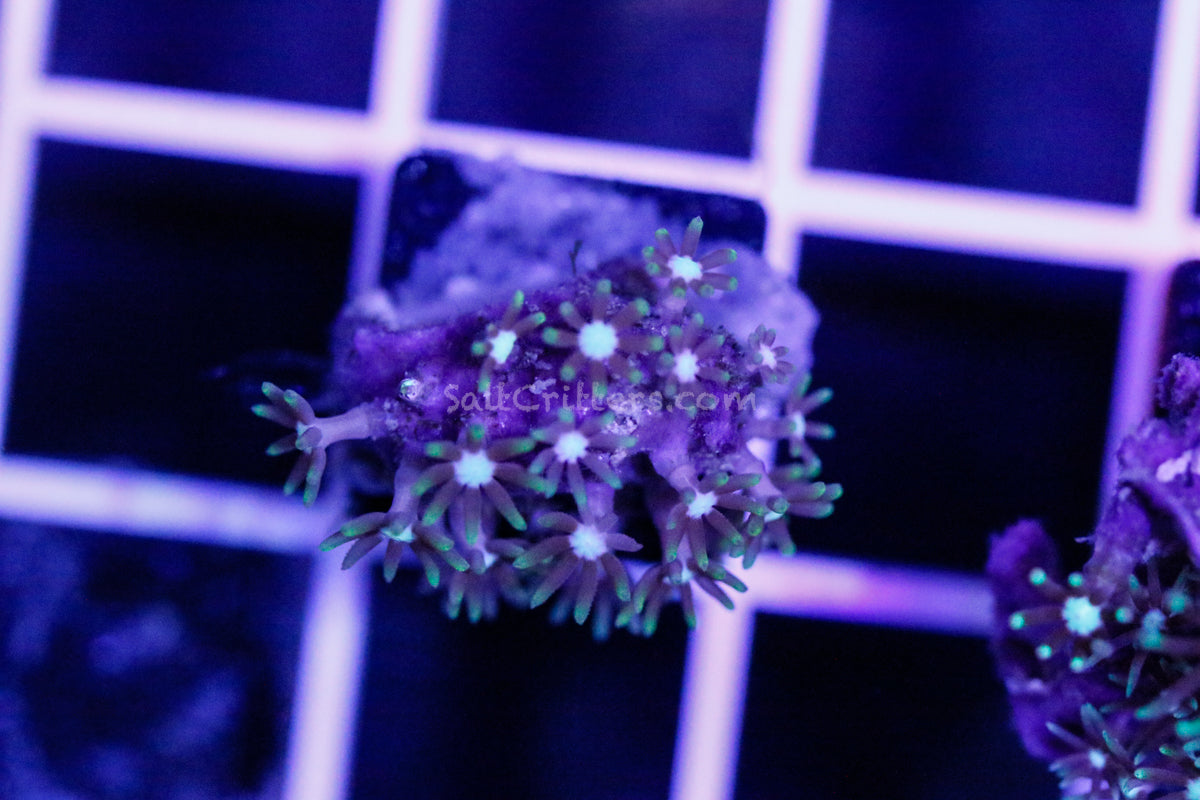 Green Star Polyp Coral Frag