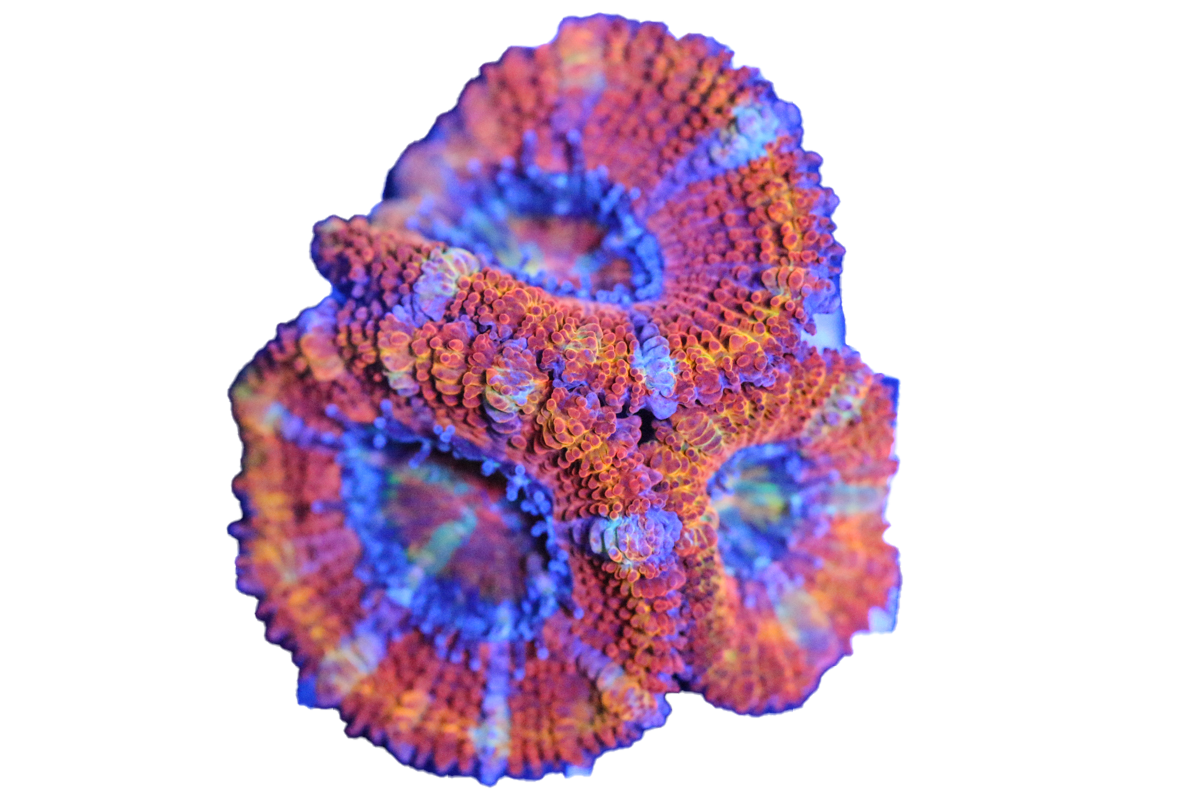 Rainbow Acan Coral F1 – SaltCritters