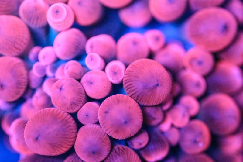 Rose Bubble Tip Anemone - SaltCritters