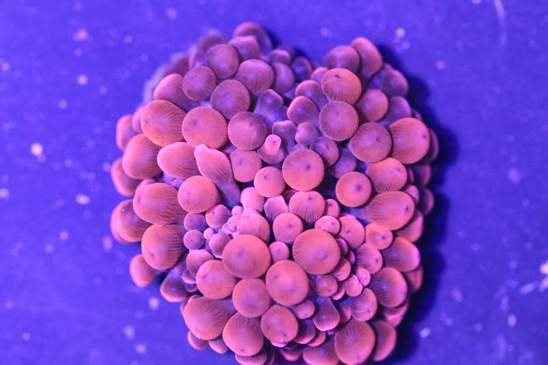 Rose Bubble Tip Anemone - SaltCritters